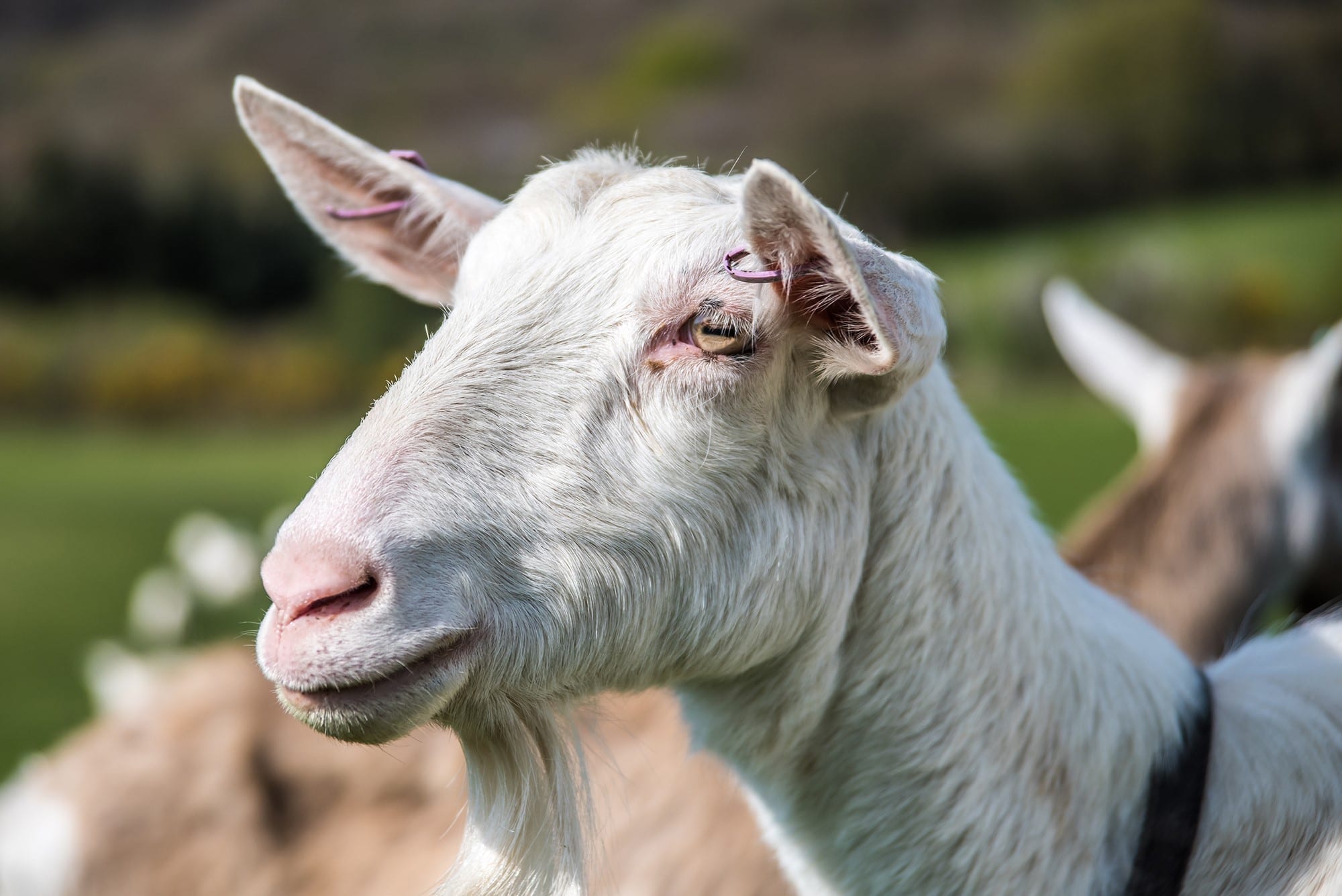 Media Kit | Chuckling Goat