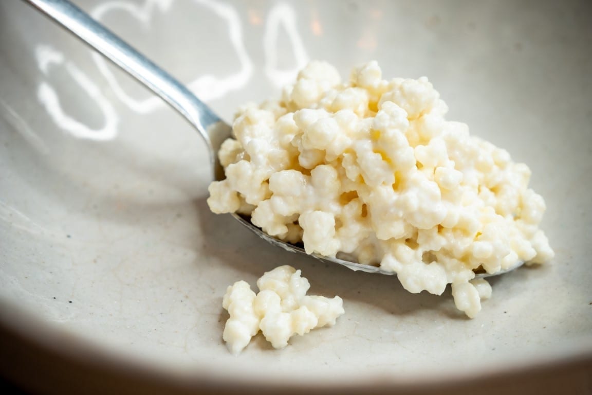 Kefir grains on a spoon