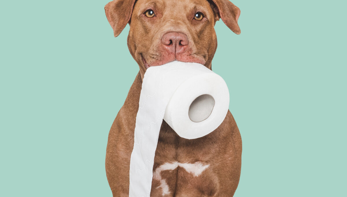 Cute brown dog holding a roll of toilet paper. Close-up, indoors. Studio shot.