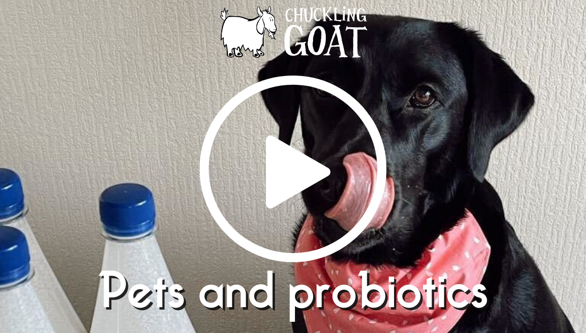 pets-and-probiotics-chuckling-goat