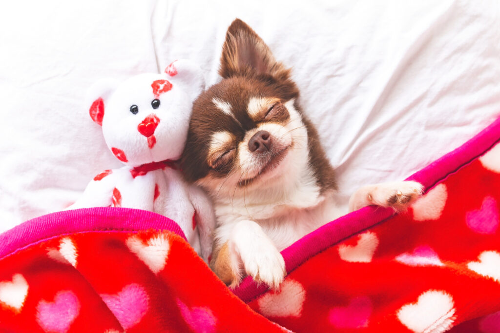 How to feel the love this Valentine’s Day