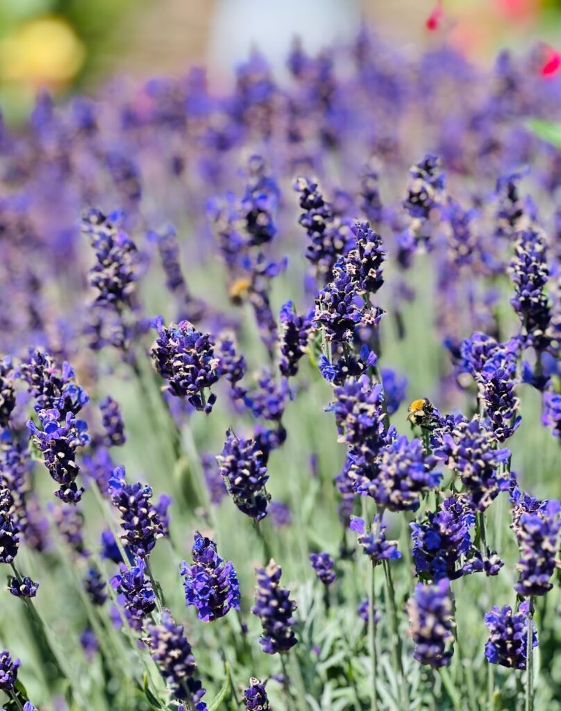 Magic Garden Diaries: Watch this space for the book, coming soon!