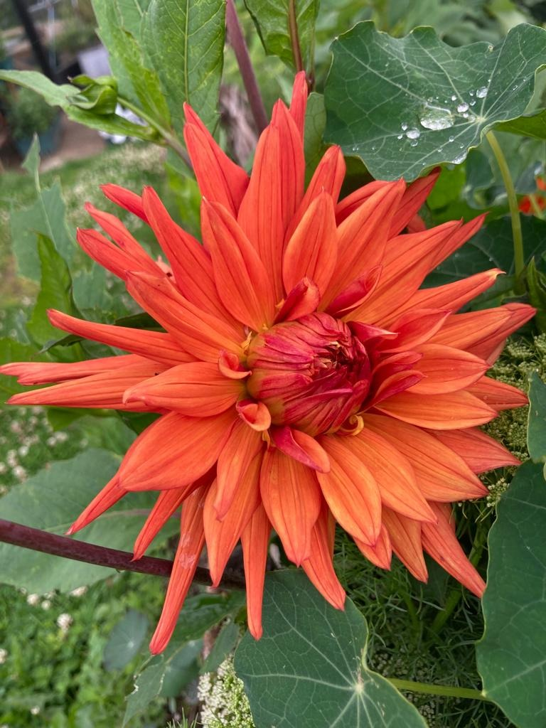 Magic Garden Diaries: Damn-It-All Dahlias…