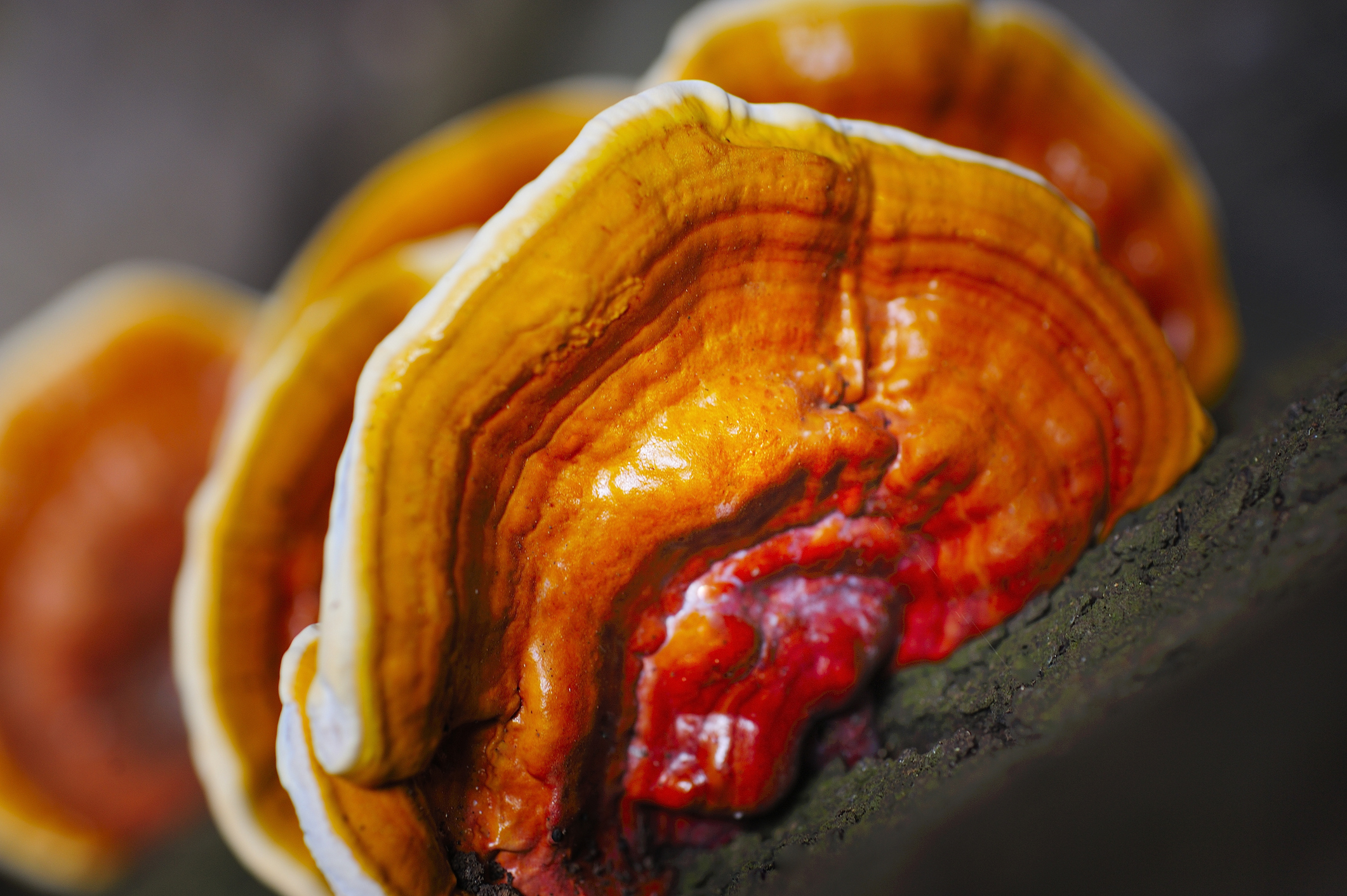 Reishi mushroom