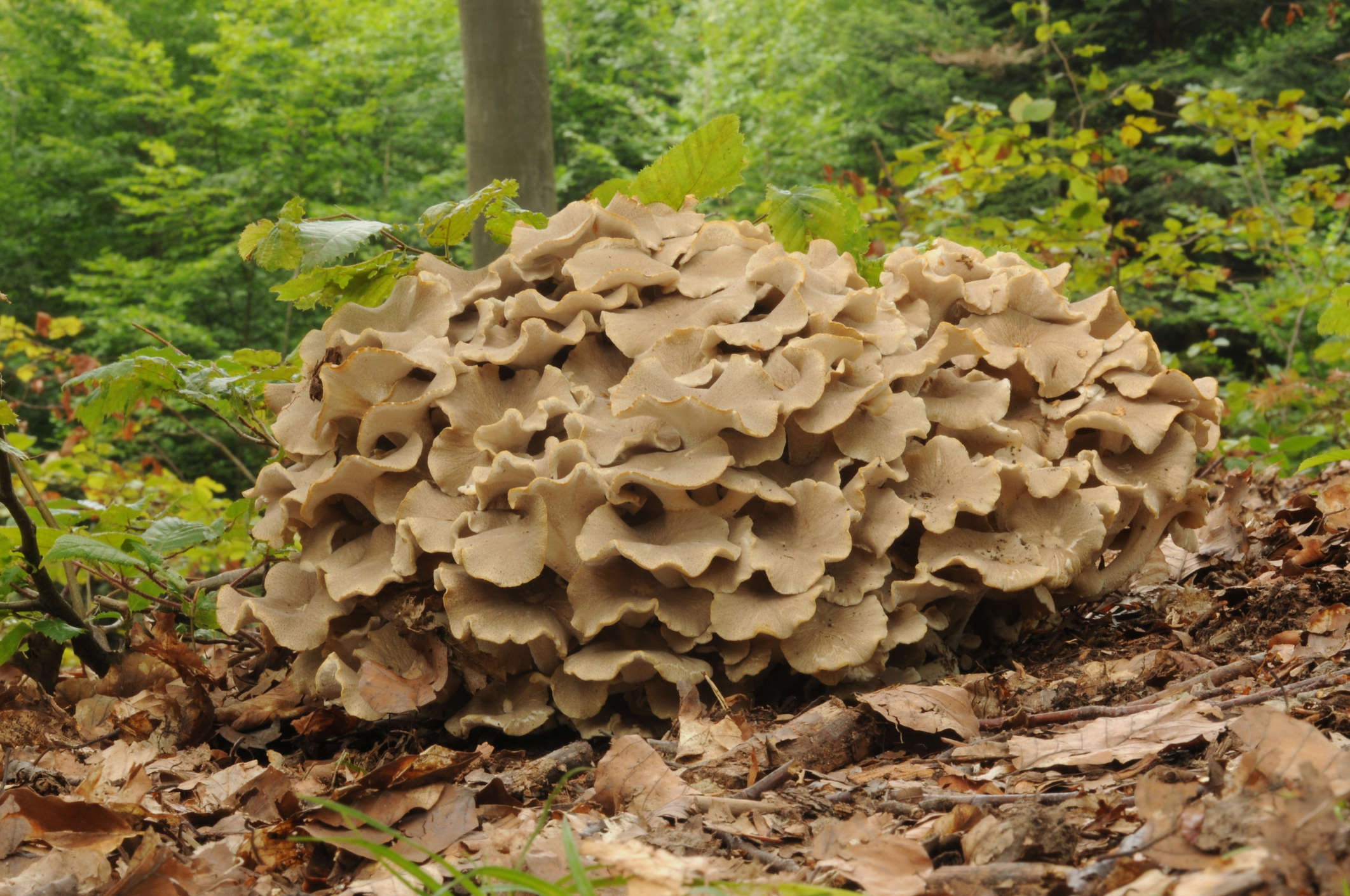 Umbrella Polypore mushrooms