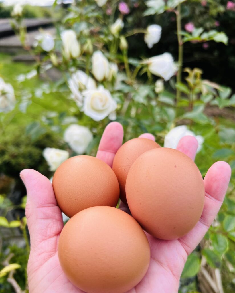 Of Chickens, Freedom and Risk... | Chuckling Goat