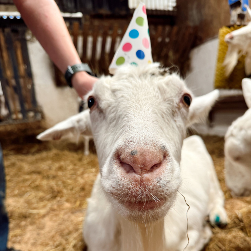 10/10/2024 🥳 | Chuckling Goat