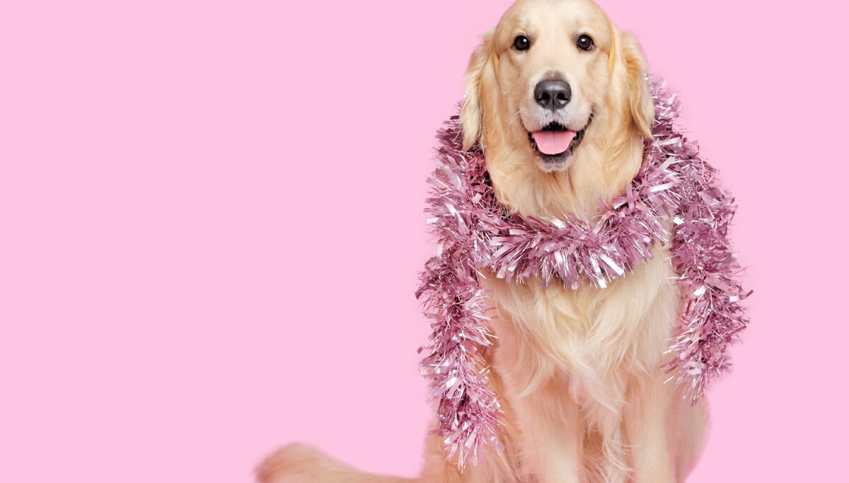 Golden retriever with Christmas party decorations
