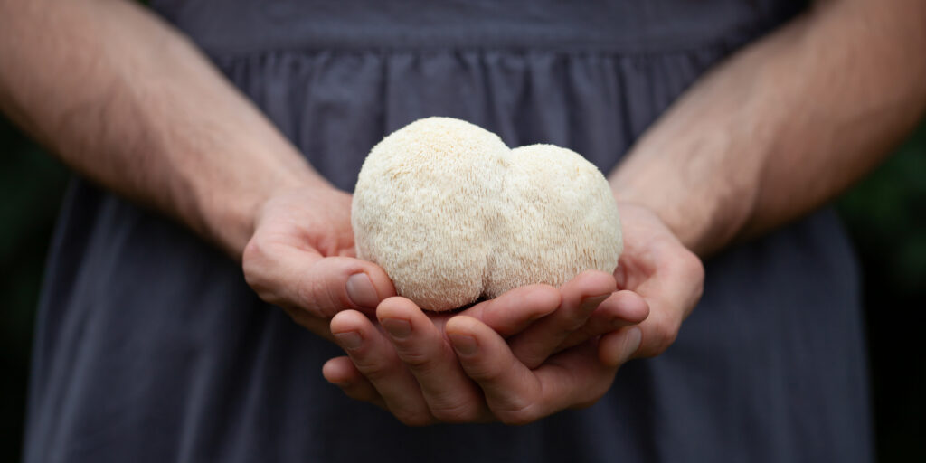 Lion's mane - Hericium erinaceus, medicinal mushroom contains diverse phytochemicals, including polysaccharides, such as β-glucan, hericenones and erinacines - that promote nerve growth factor in human brain. White fruiting body is build from long spines, can be harvested for culinary use.