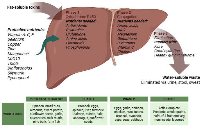 Phase 1, 2 and 3 liver detoxification pathways and nutrients/foods needed to support it