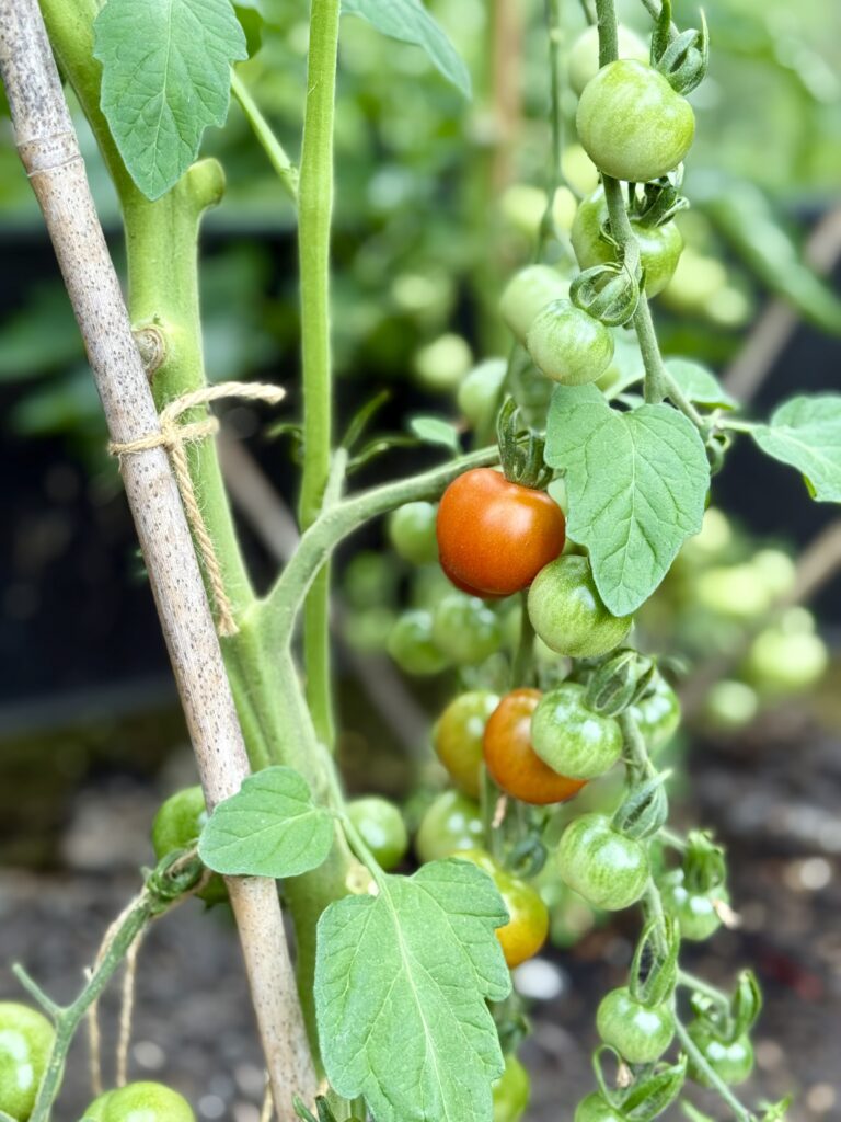 Image of tomatoes growing on vine.