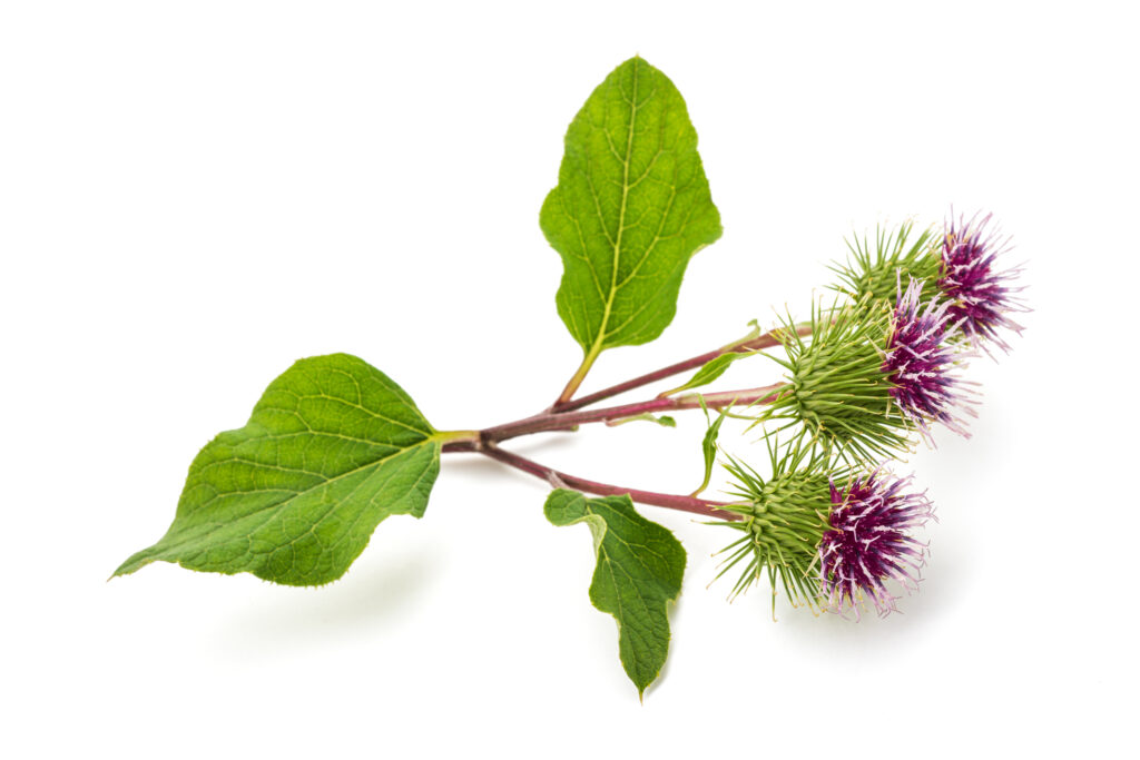Image of Burdock root.
