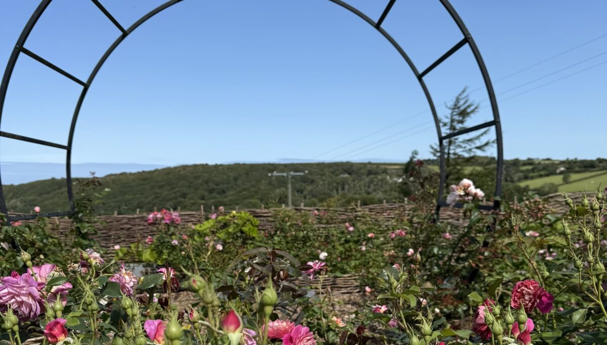 Image of Shann Jones' garden on a sunny, clear day at Chuckling Goat headquarters.