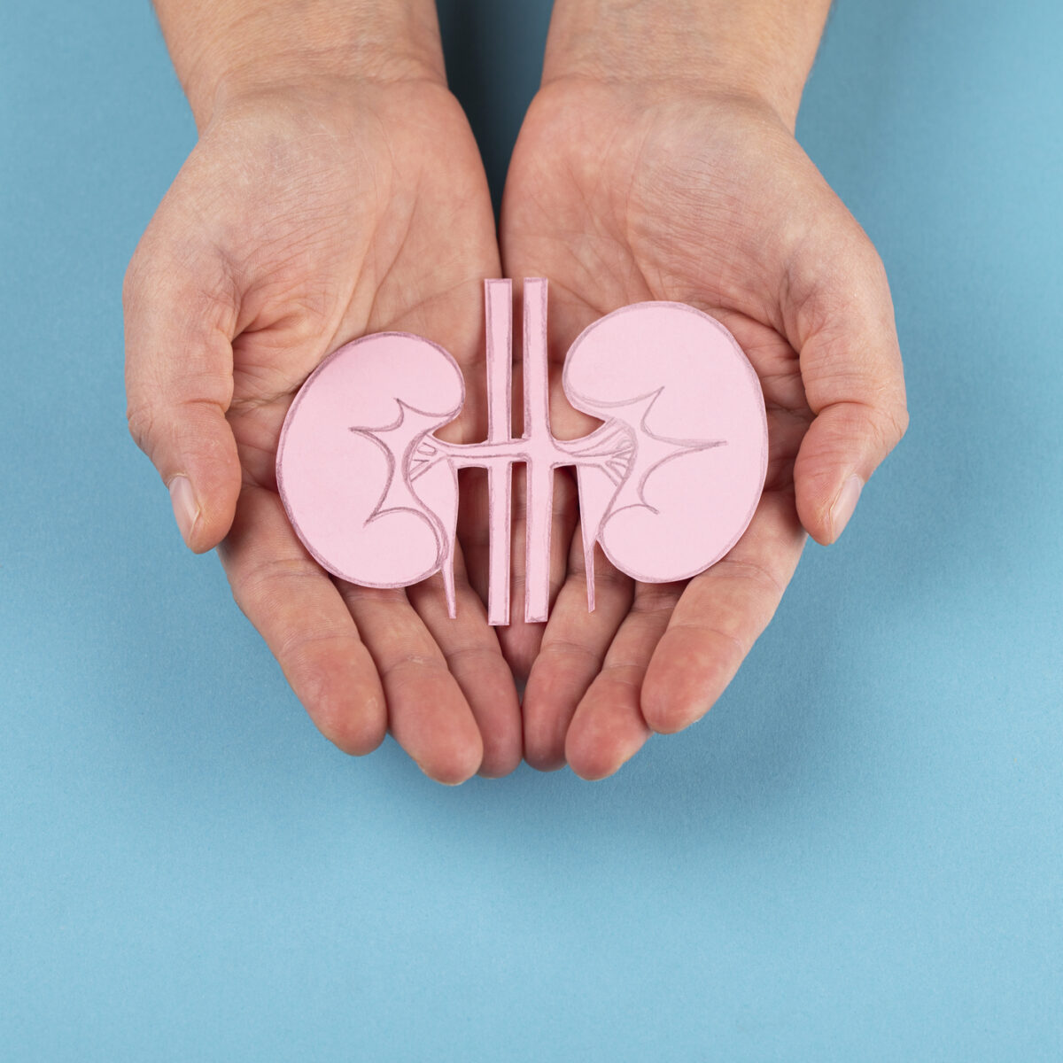 Human kidney picture in hands isolated on blue background