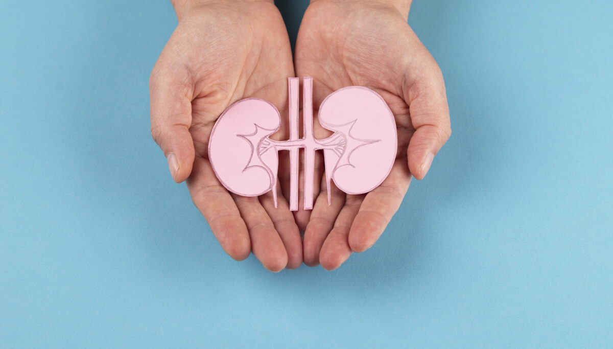 Human kidney picture in hands isolated on blue background