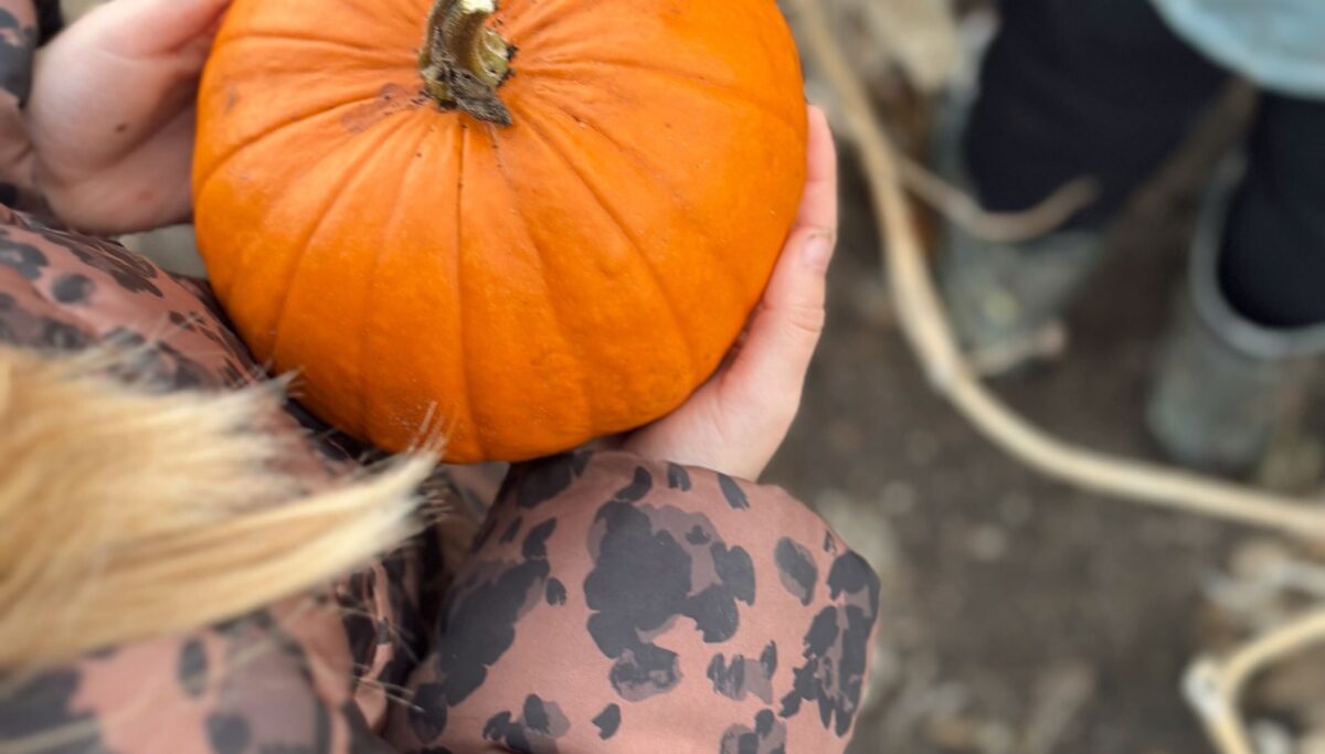 Little hands holding a small pumpkin, autumnal background