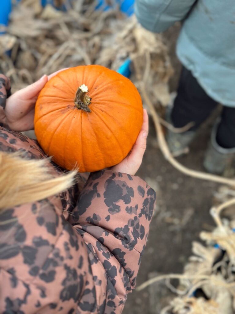 Little hands, BIG pumpkins 🎃