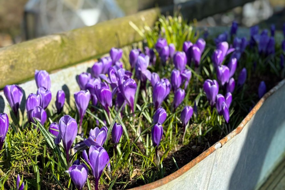 Reasons to feel optimistic this February | Chuckling Goat