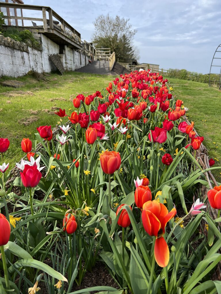 Bulb-ness - and how it makes me happy when the situation isn't! | Chuckling Goat
