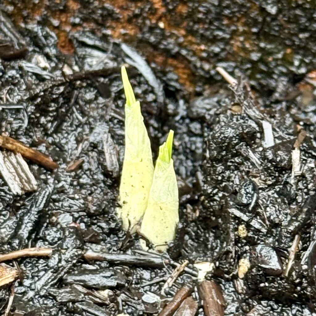 Bulb-ness - and how it makes me happy when the situation isn't! | Chuckling Goat