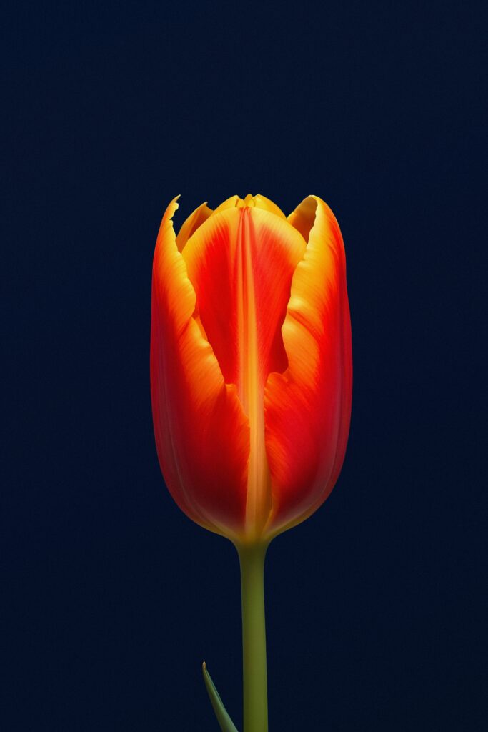 Bulb-ness – and how it makes me happy when the situation isn’t!