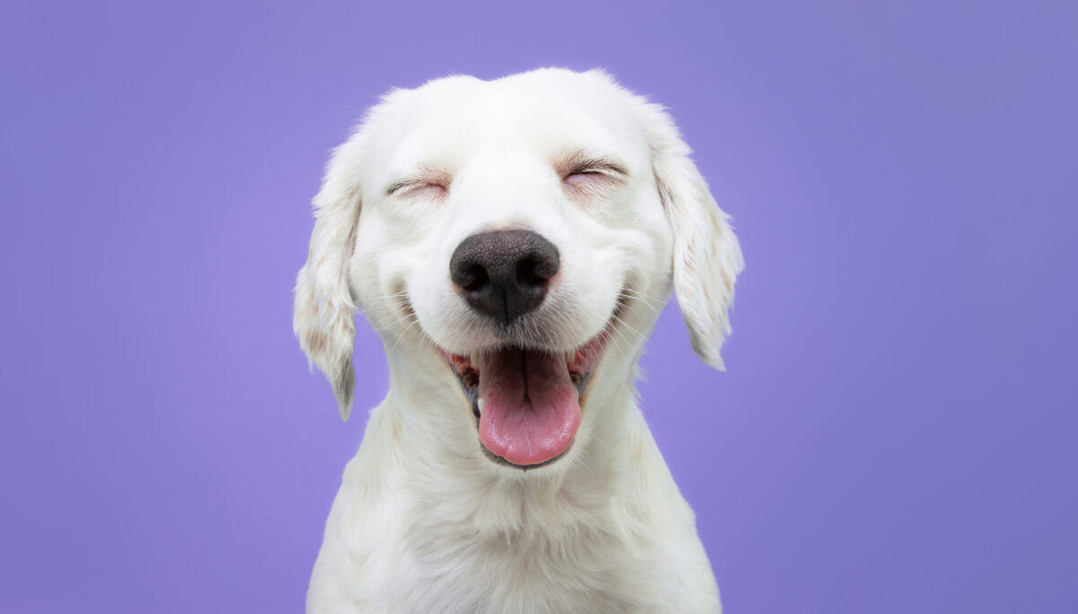 Happy puppy dog smiling on isolated purple background.