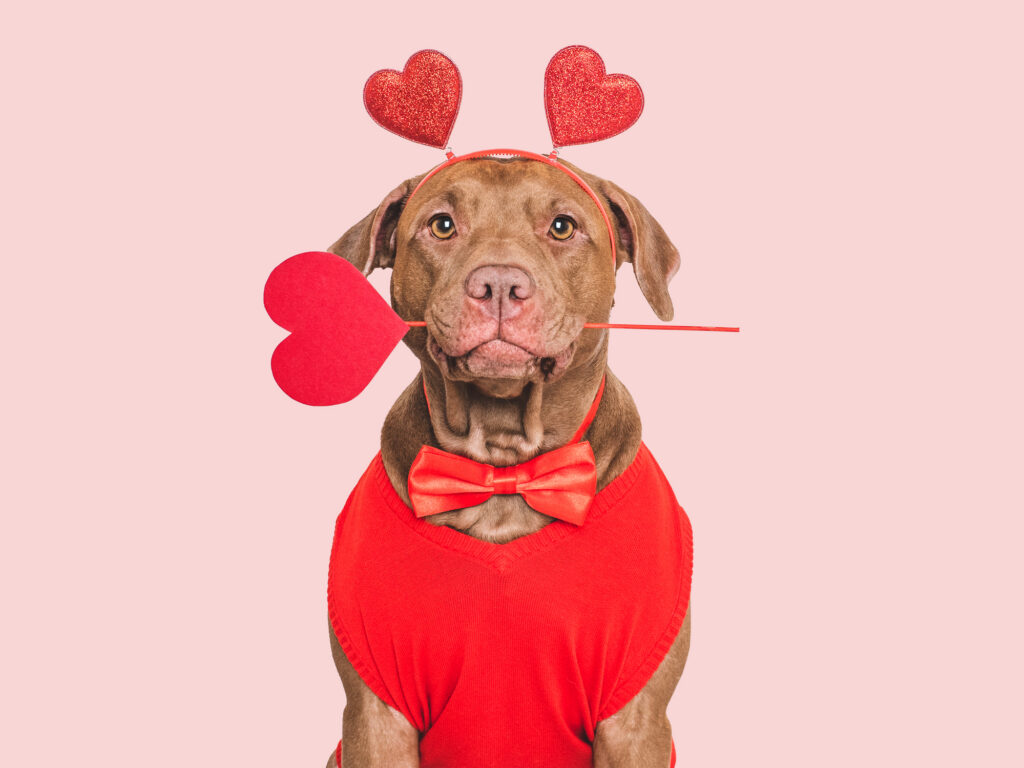 How to feel the love this Valentine’s Day