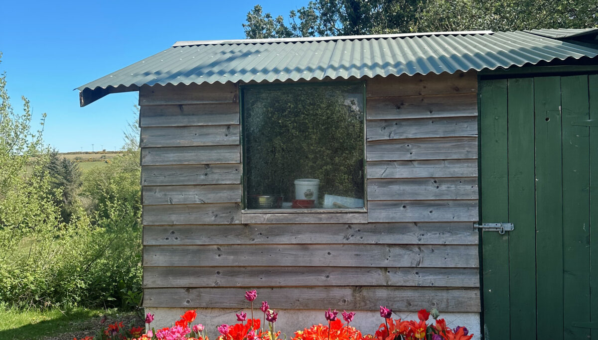 Small shed with potted plants outside