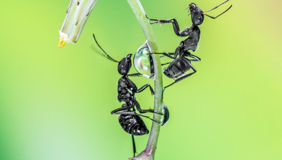 Saving Rich Part 3 - Or, What is the 26th Ant? | Chuckling Goat