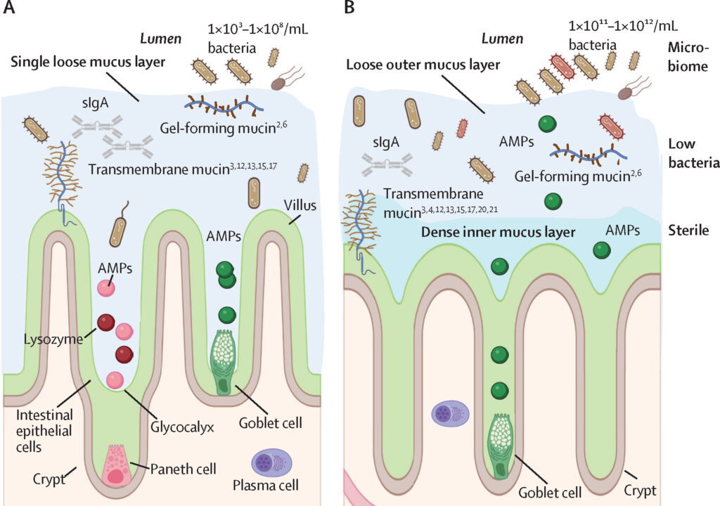 Leaky gut: Fact, fiction or misunderstood science? | Chuckling Goat