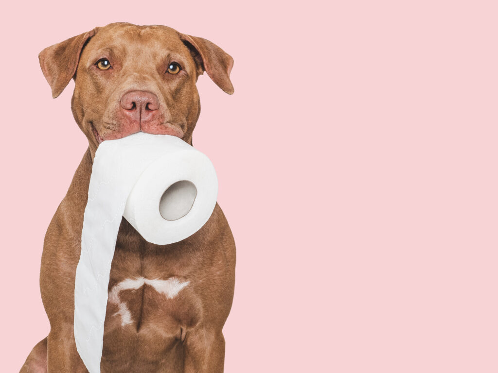 How often should you be pooping?