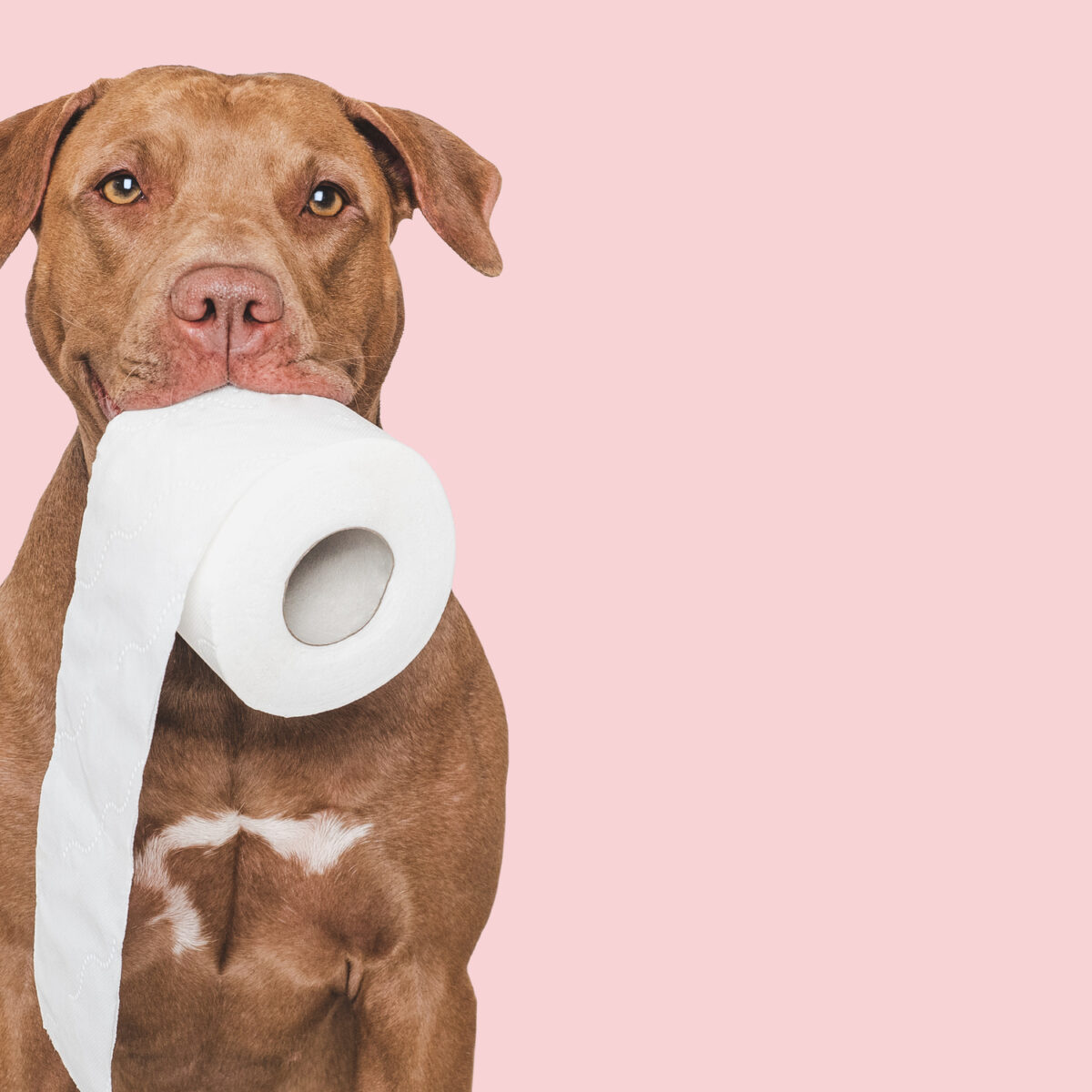 how often should you be pooping, bowel movements, healthy bowel movements