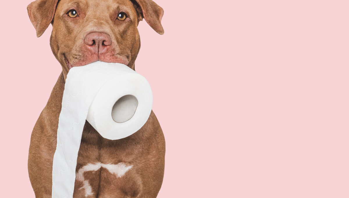 how often should you be pooping, bowel movements, healthy bowel movements